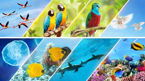 Kwenye Siku ya Tano, Maisha ya Maumbo Tofauti na Pana Yaonyesha Mamlaka ya Muumba kwa Njia Tofauti